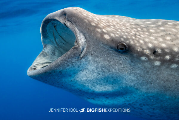 Close-up of whale shark head and mouth open in Isla Mujeres, Mexico.