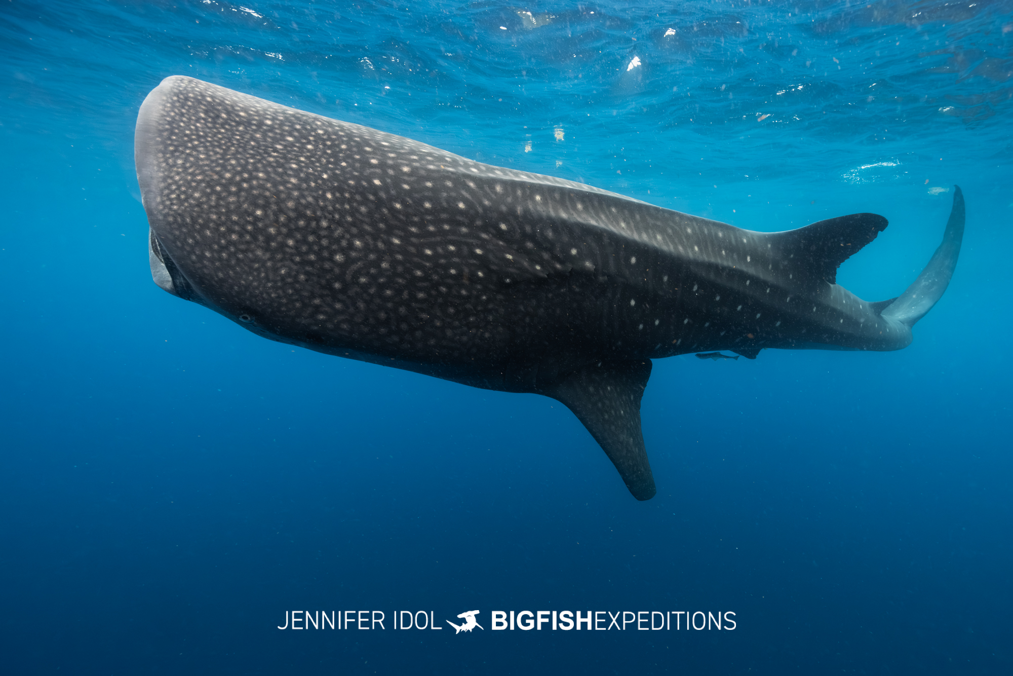 Unusual whale shark swimming on its side in Isla Mujeres, Mexico.