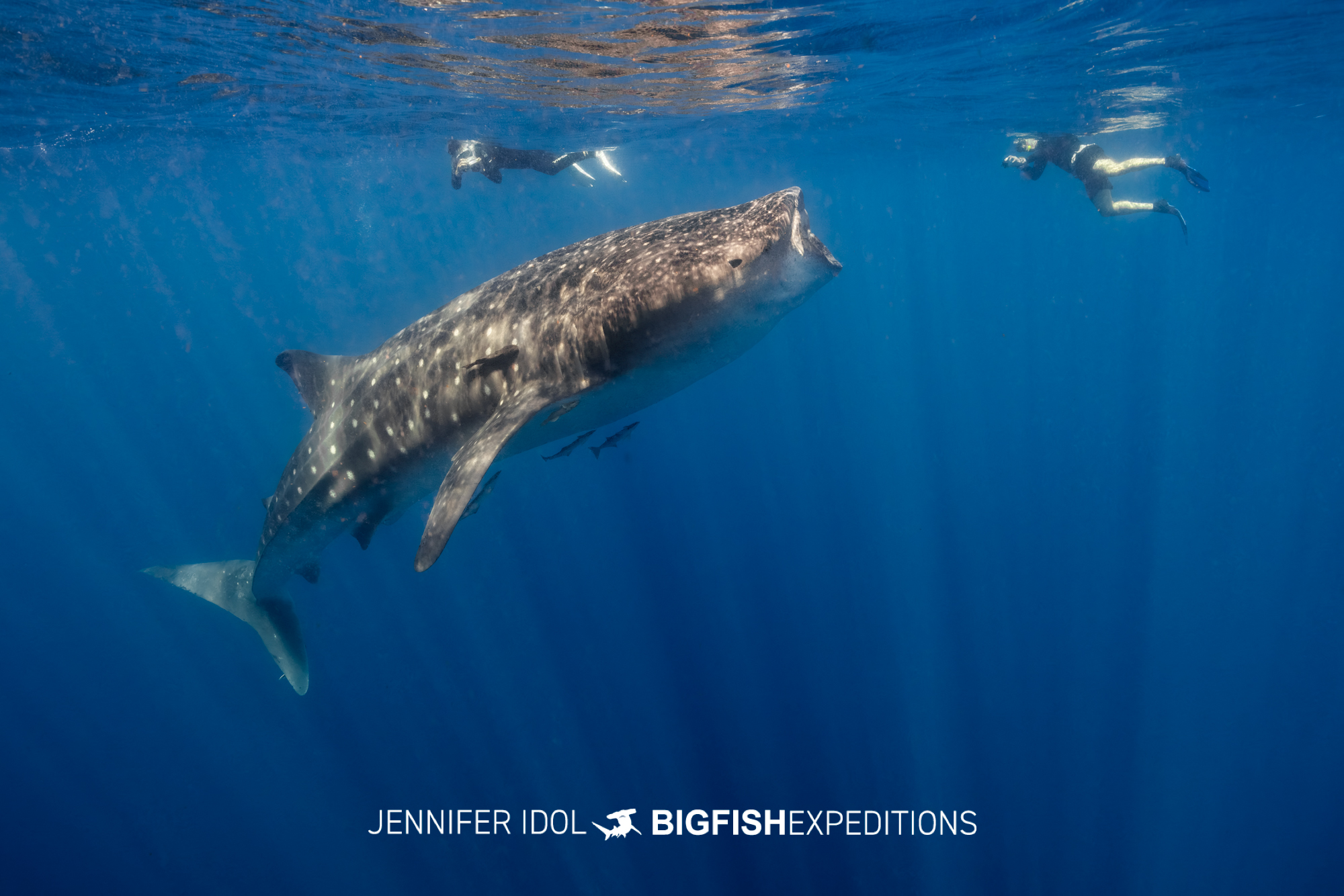 Snorkelers swim with whale shark