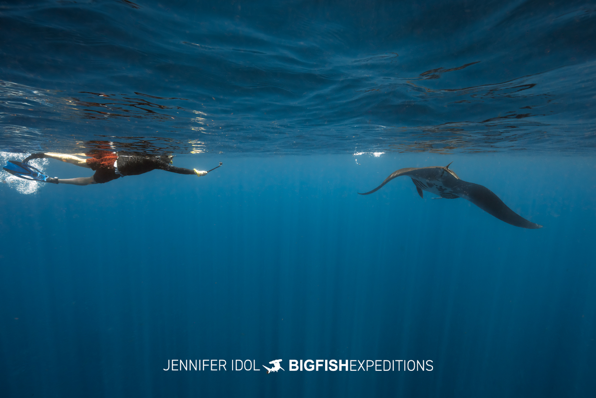 Snorkeler swims with manta ray