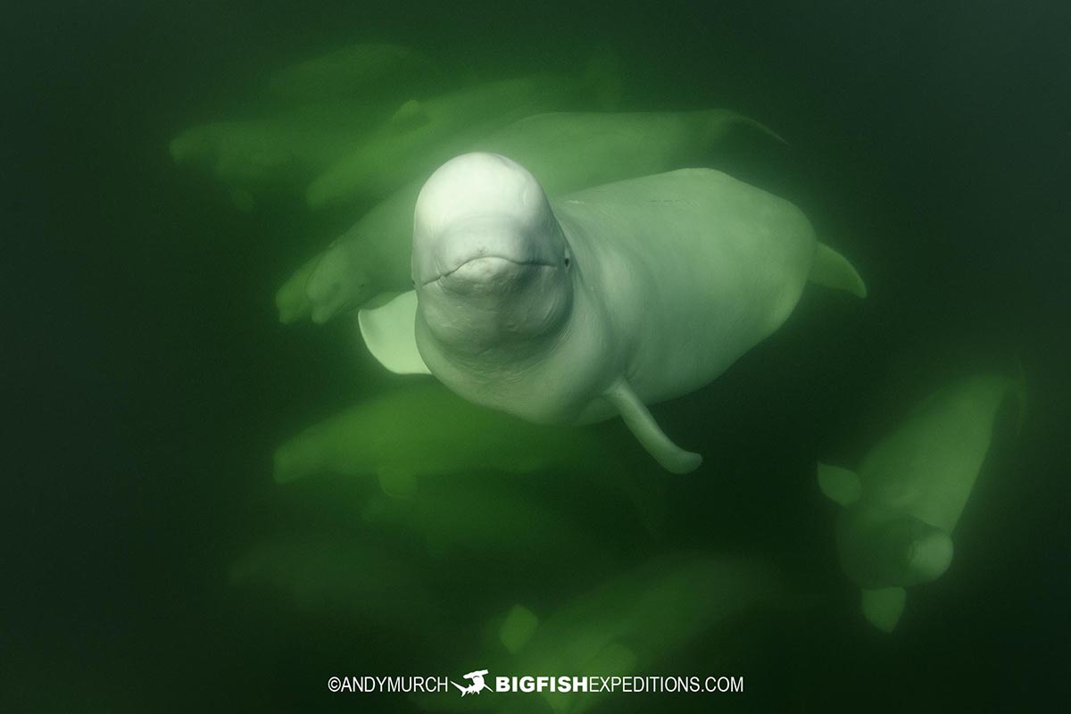 Belugas and Polar Bear Photography Tours in Churchill.