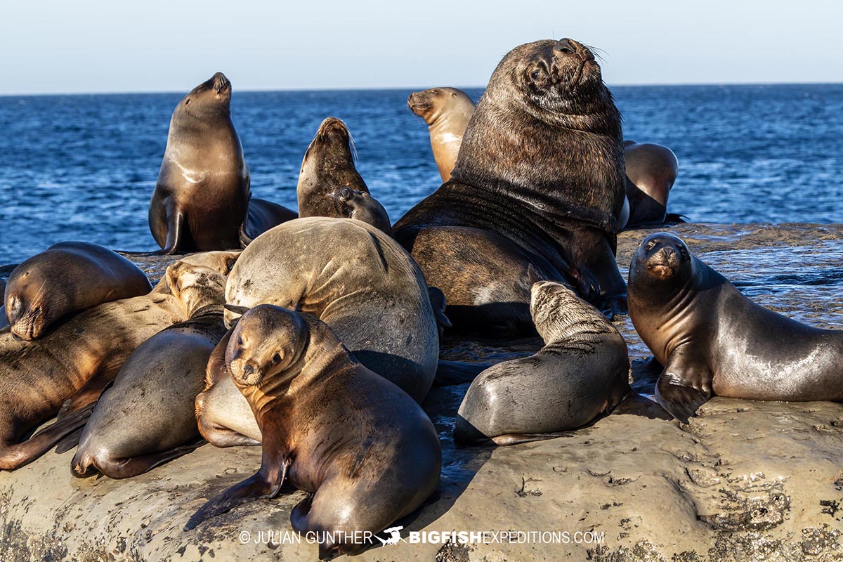 Snorkeling with Southern Right Whales under special permit in Peninsula Valdez, Patagonia, Argentina.