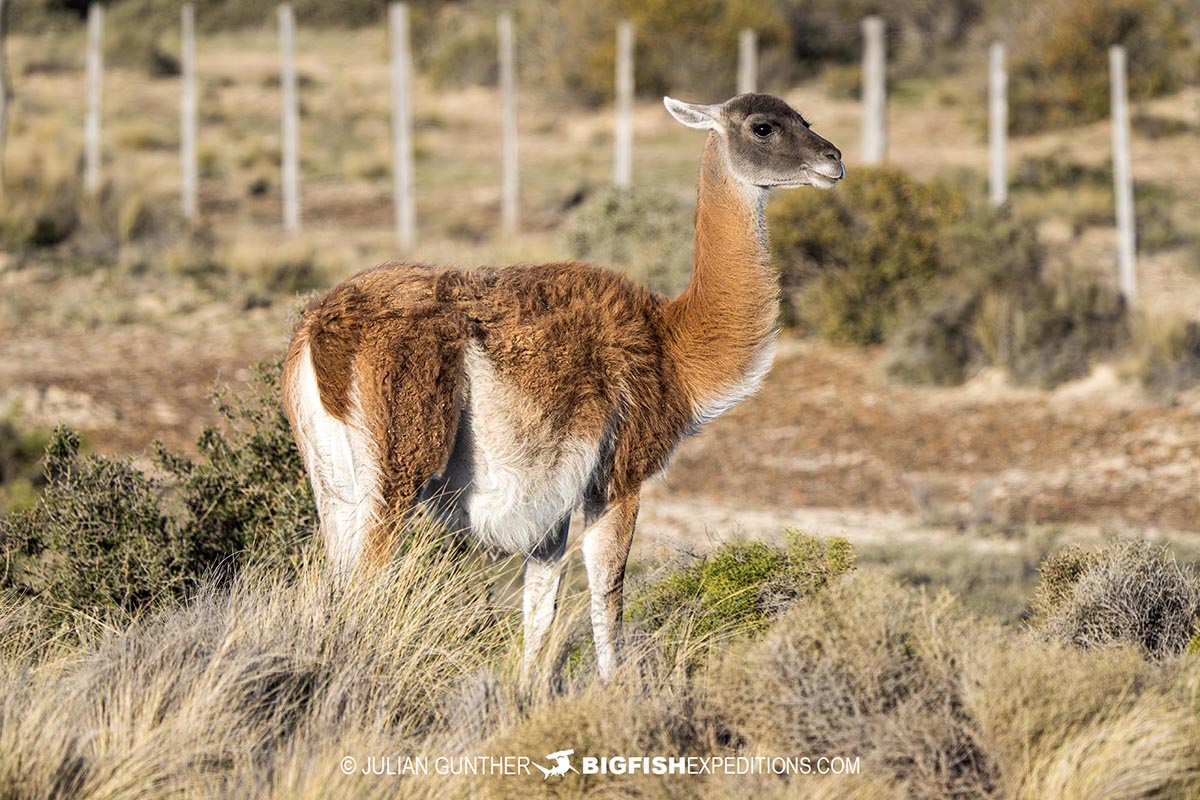 Snorkeling with Southern Right Whales under special permit in Peninsula Valdez, Patagonia, Argentina.