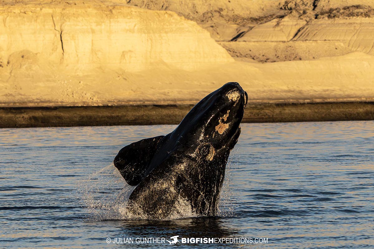Snorkeling with Southern Right Whales under special permit in Peninsula Valdez, Patagonia, Argentina.