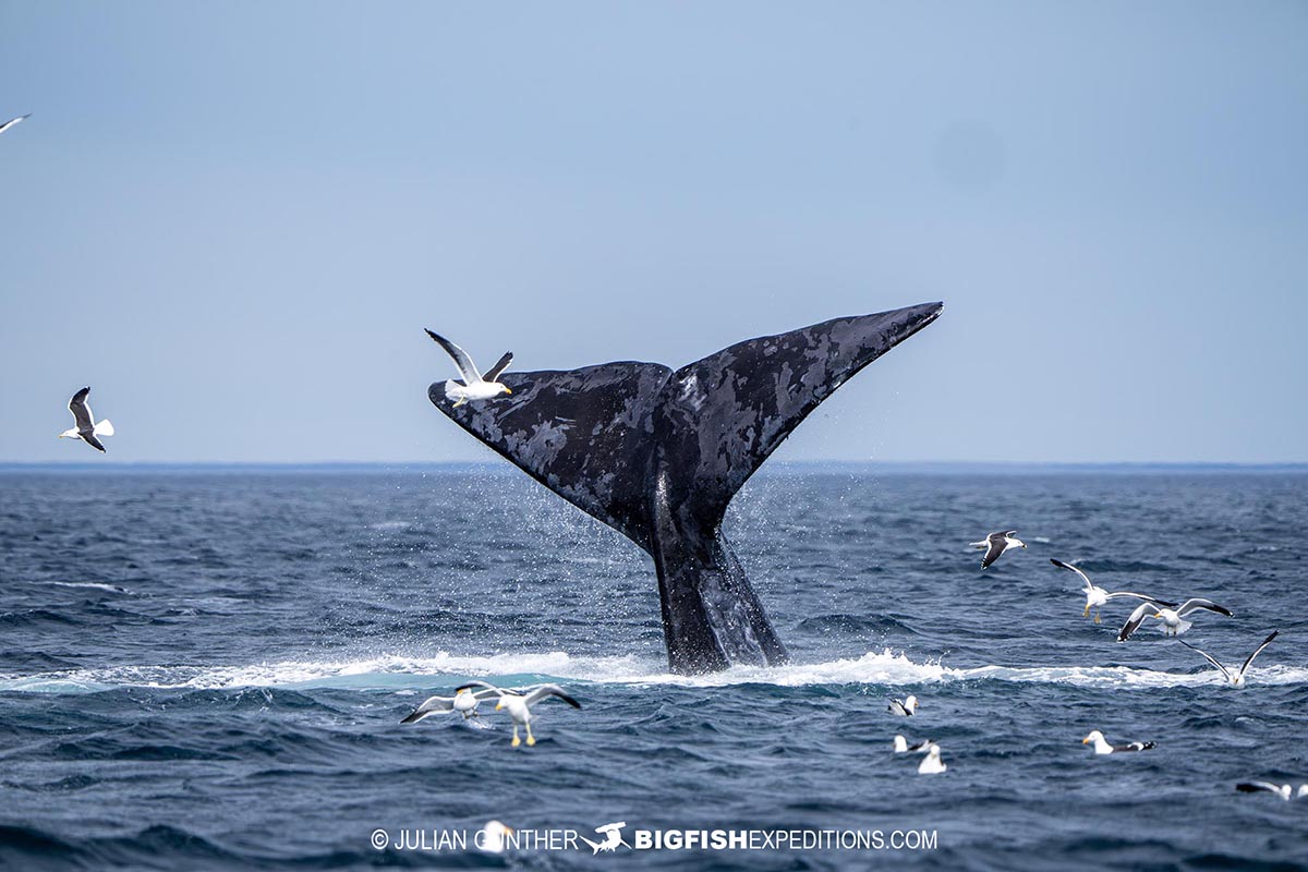 Snorkeling with Southern Right Whales under special permit in Peninsula Valdez, Patagonia, Argentina.