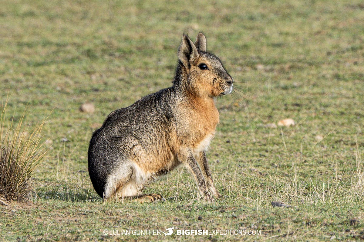 Snorkeling with Southern Right Whales under special permit in Peninsula Valdez, Patagonia, Argentina.