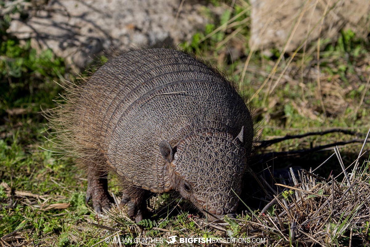 Snorkeling with Southern Right Whales under special permit in Peninsula Valdez, Patagonia, Argentina.