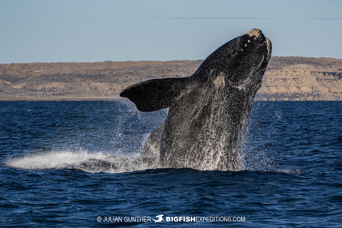 Snorkeling with Southern Right Whales under special permit in Peninsula Valdez, Patagonia, Argentina.