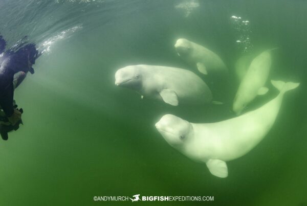 Snorkeling with Beluga Whales in Churchill, Canada.