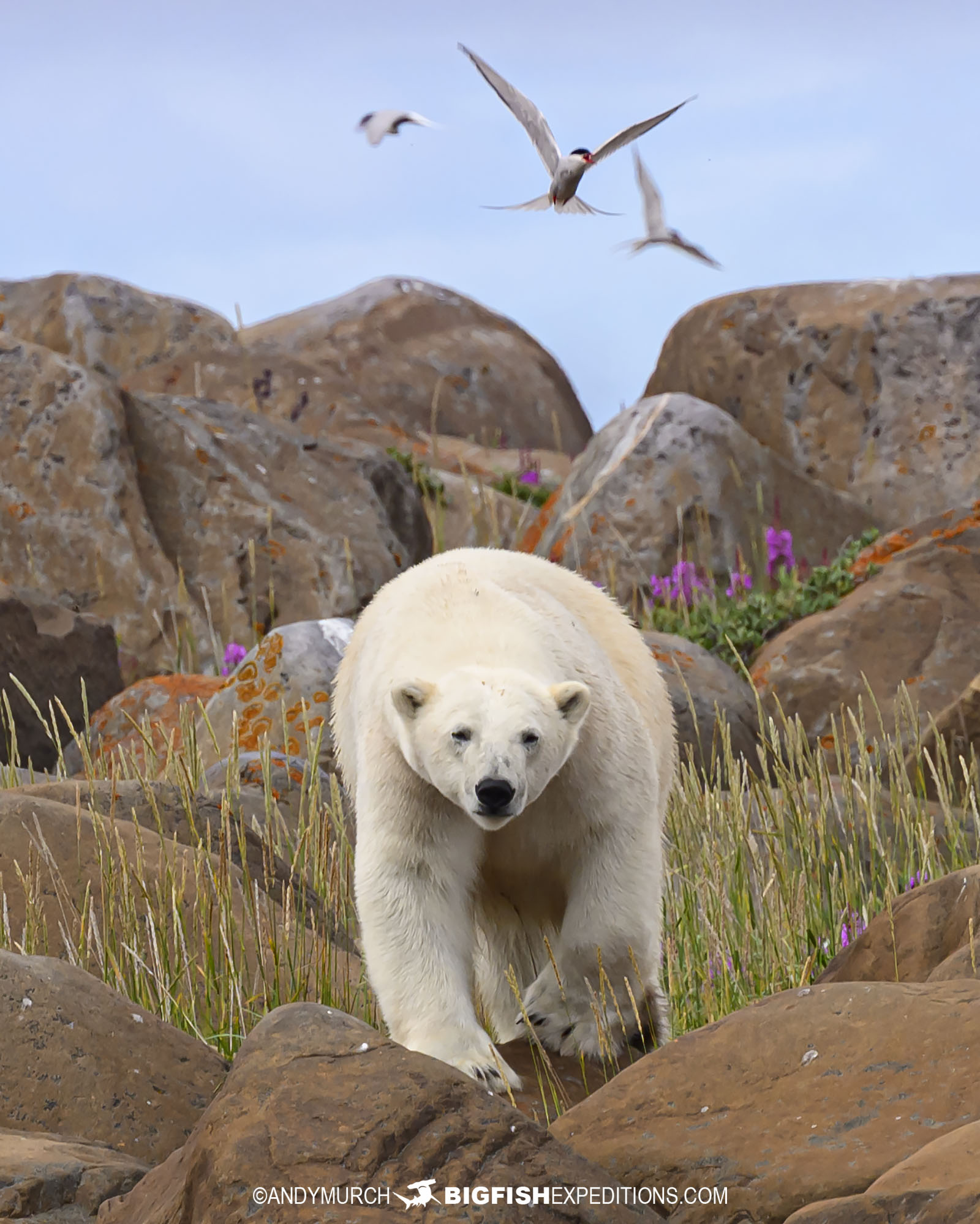 Belugas and Polar Bear Photography Tours in Churchill.