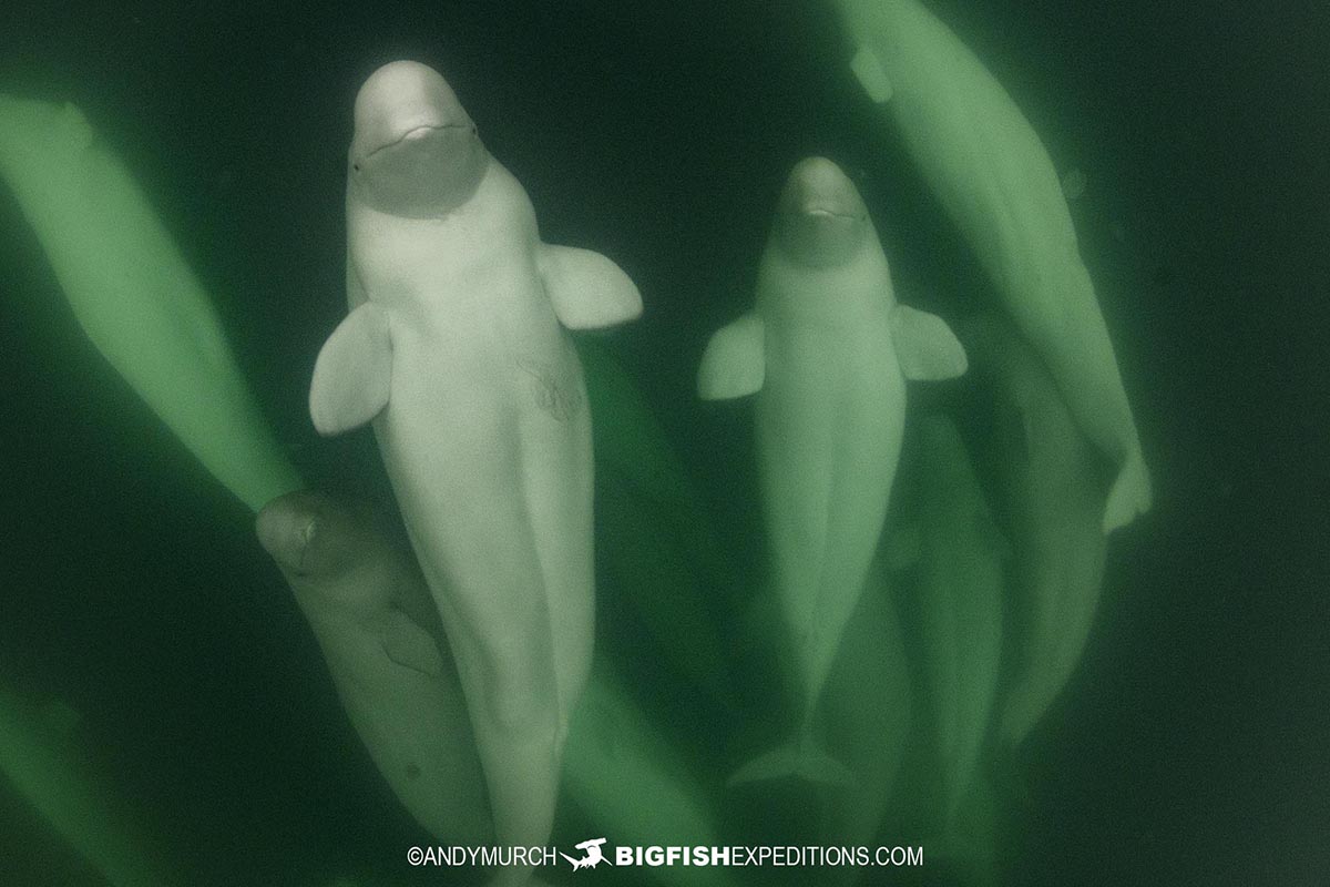Beluga trip in Churchill, Canada.