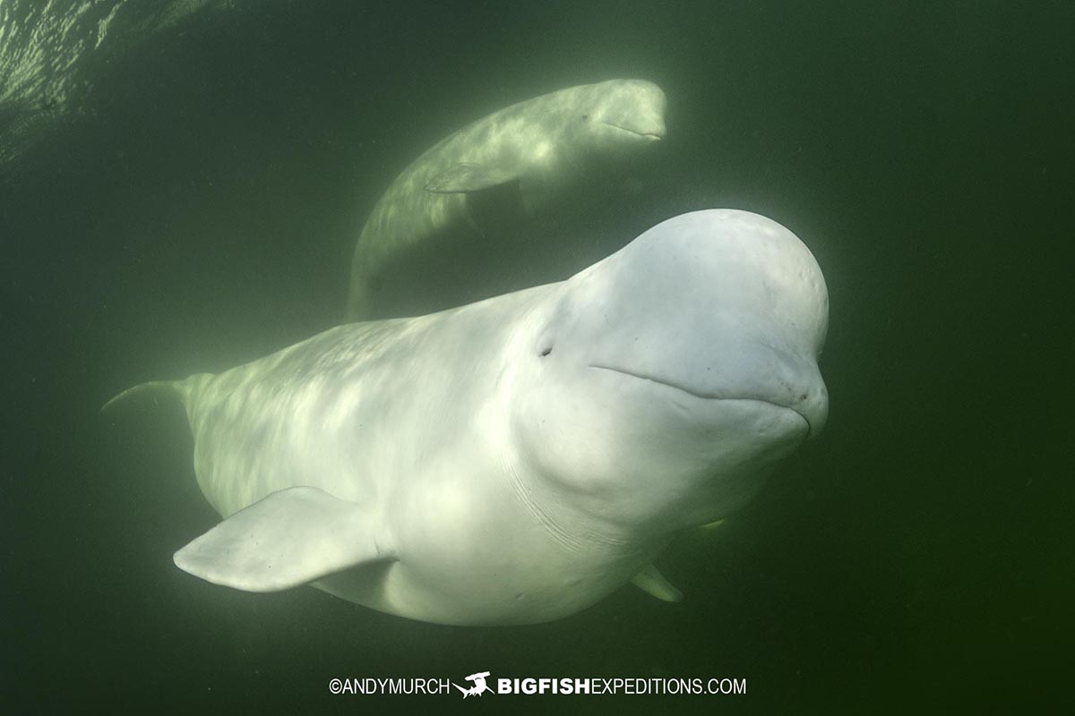Snorkeling with friendly whales.