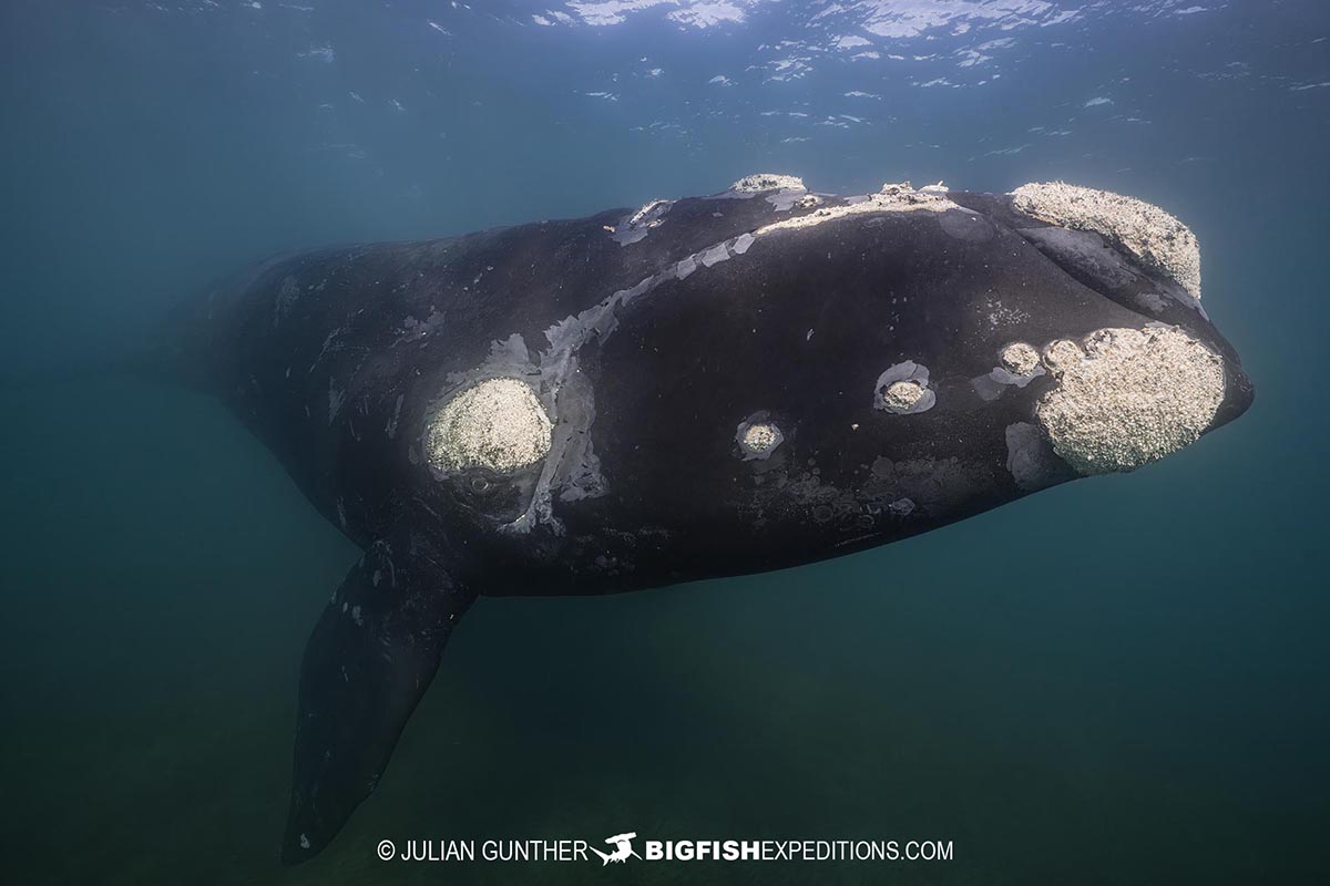 Snorkeling with Southern Right Whales under special permit in Peninsula Valdez, Patagonia, Argentina.