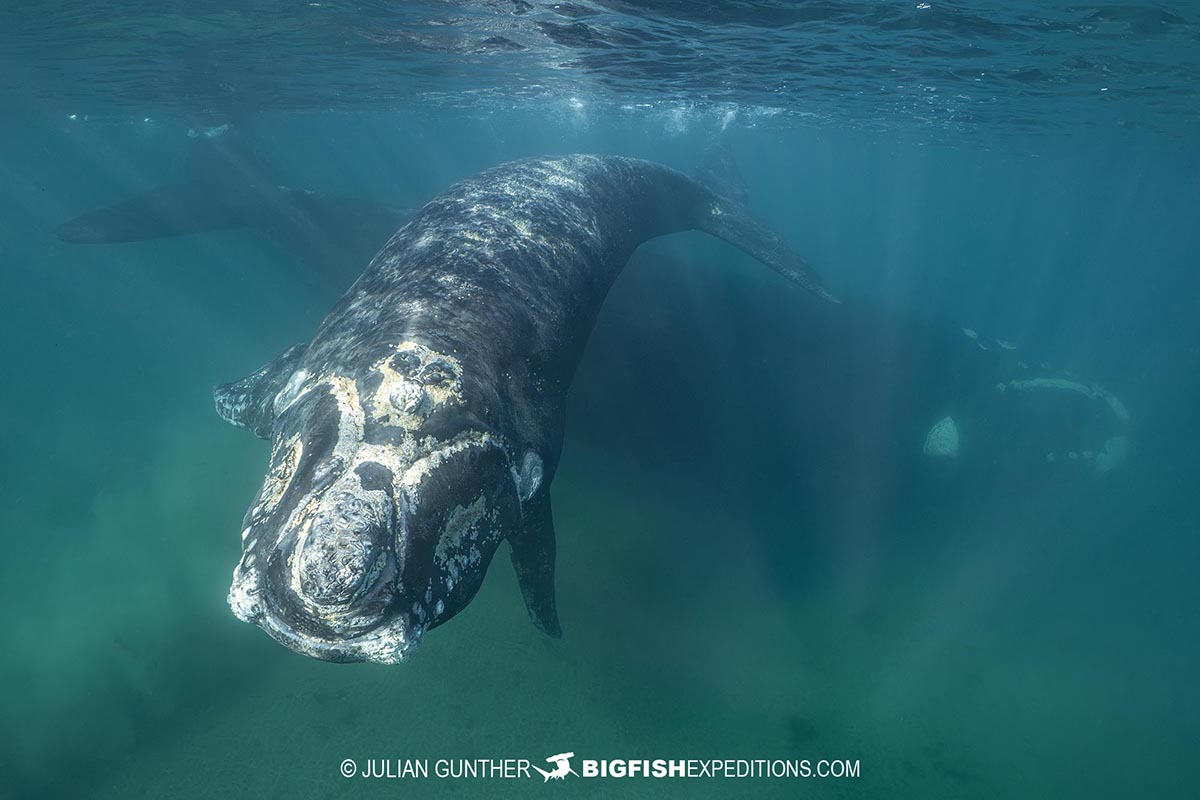 Snorkeling with Southern Right Whales under special permit in Peninsula Valdez, Patagonia, Argentina.