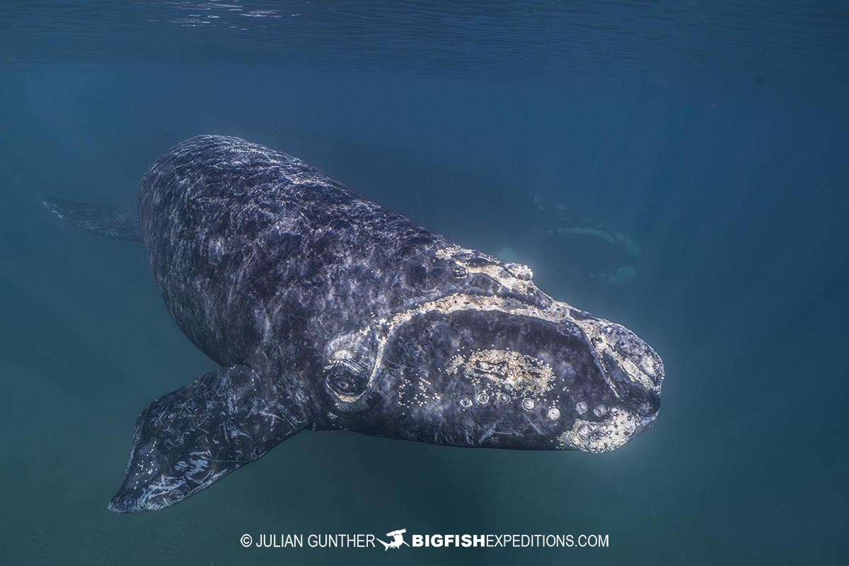 Snorkeling with Southern Right Whales under special permit in Peninsula Valdez, Patagonia, Argentina.