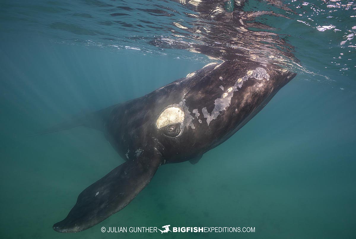 Snorkeling with Southern Right Whales under special permit in Peninsula Valdez, Patagonia, Argentina.