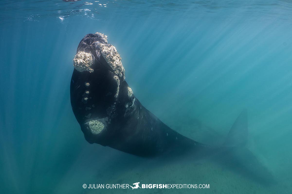 Snorkeling with Southern Right Whales under special permit in Peninsula Valdez, Patagonia, Argentina.