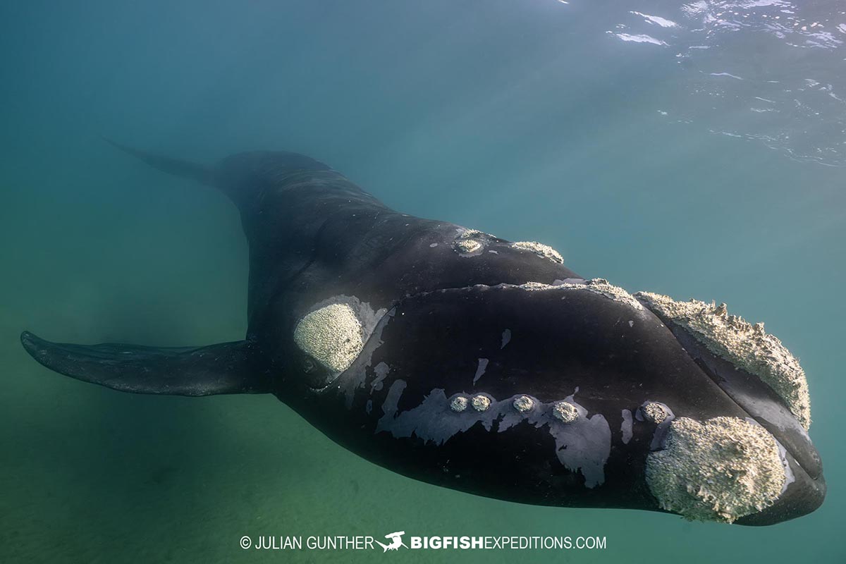 Snorkeling with Southern Right Whales under special permit in Peninsula Valdez, Patagonia, Argentina.