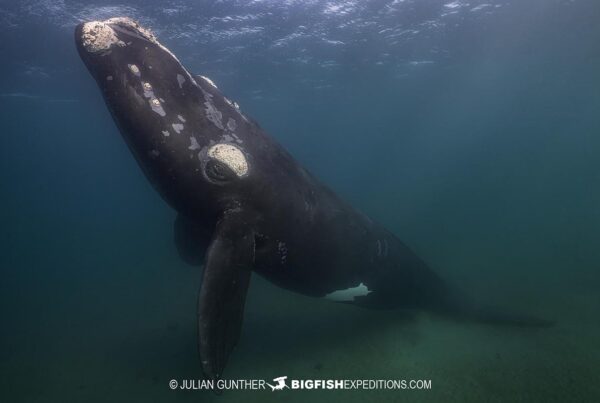 Snorkeling with Southern Right Whales under special permit in Peninsula Valdez, Patagonia, Argentina.