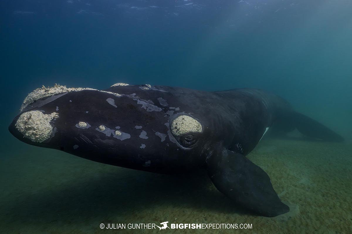 Snorkeling with Southern Right Whales under special permit in Peninsula Valdez, Patagonia, Argentina.
