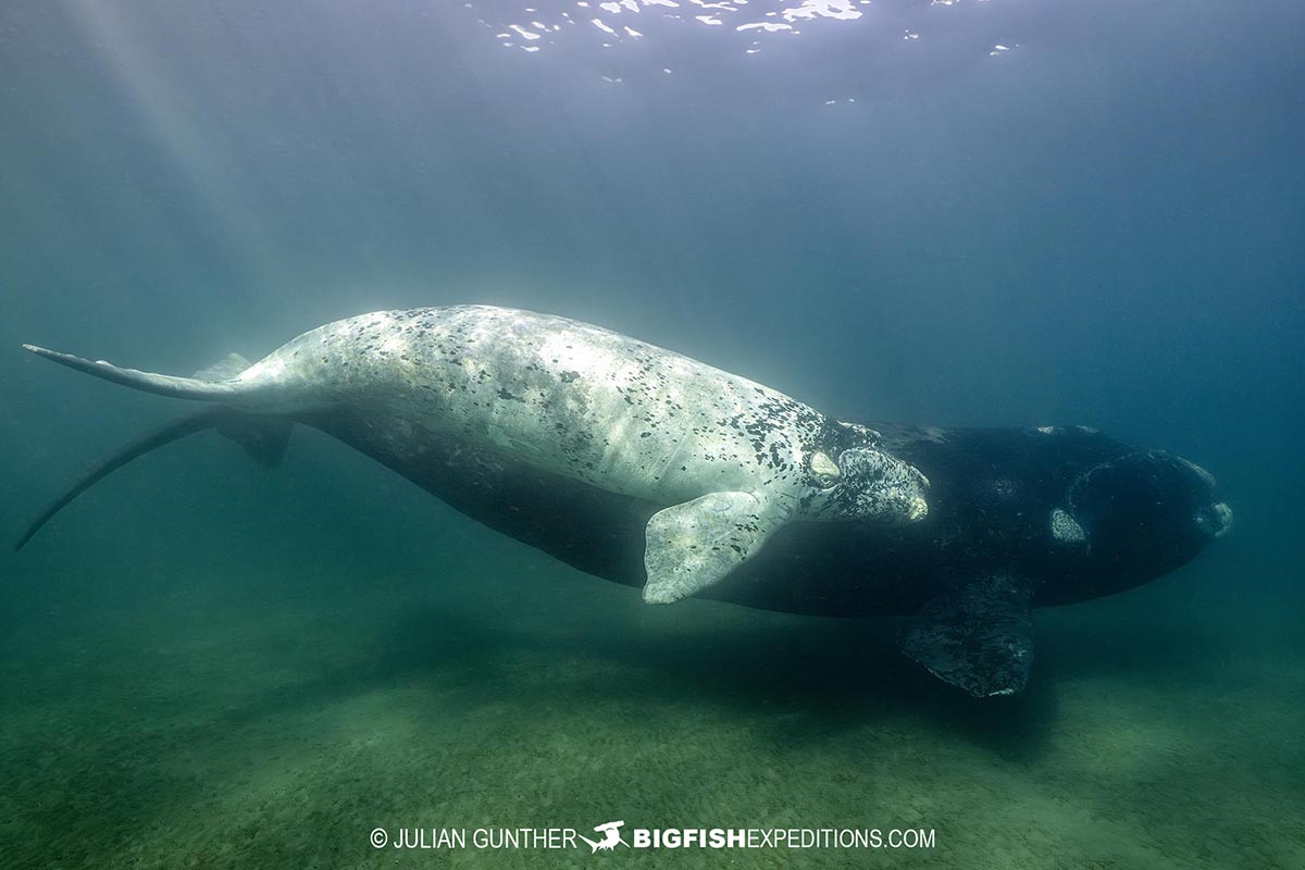 Snorkeling with Southern Right Whales under special permit in Peninsula Valdez, Patagonia, Argentina.