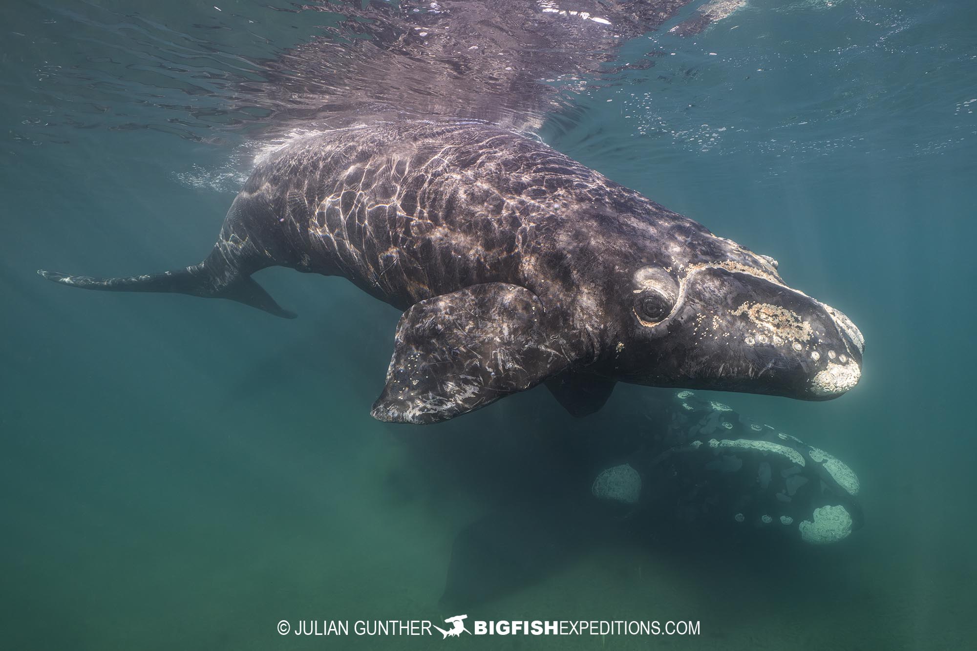 Snorkeling with Southern Right Whales under special permit in Peninsula Valdez, Patagonia, Argentina.