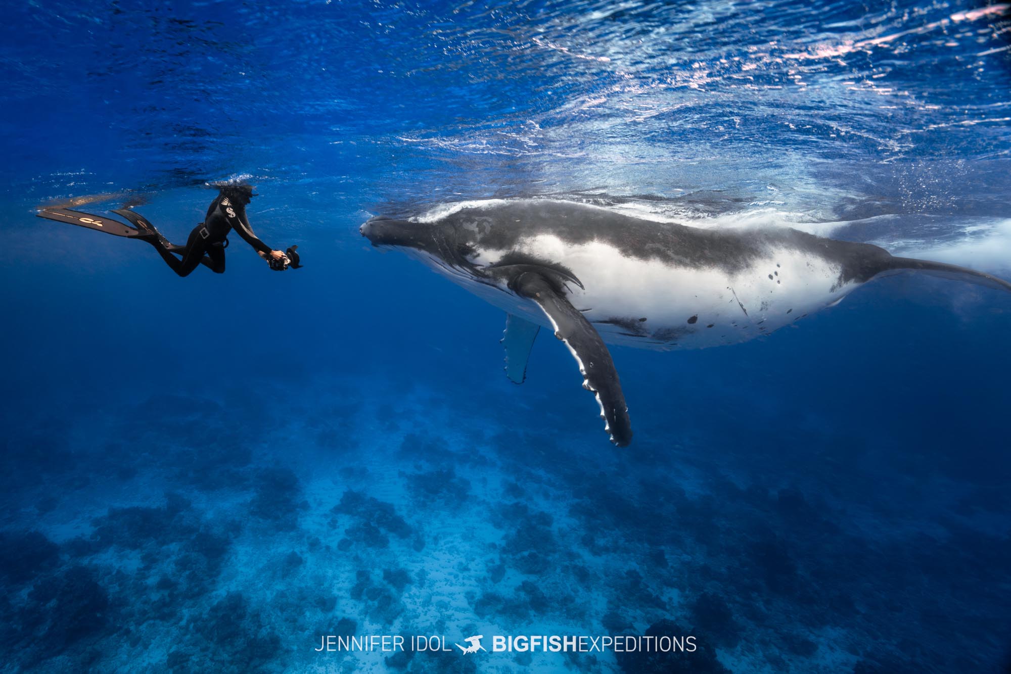 Snorkeling with Humpback Whales in Rurutu.