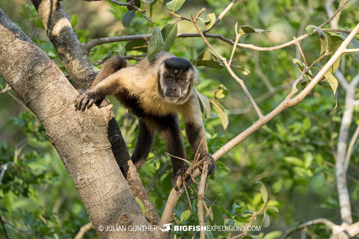 Brown capuchin monkey.