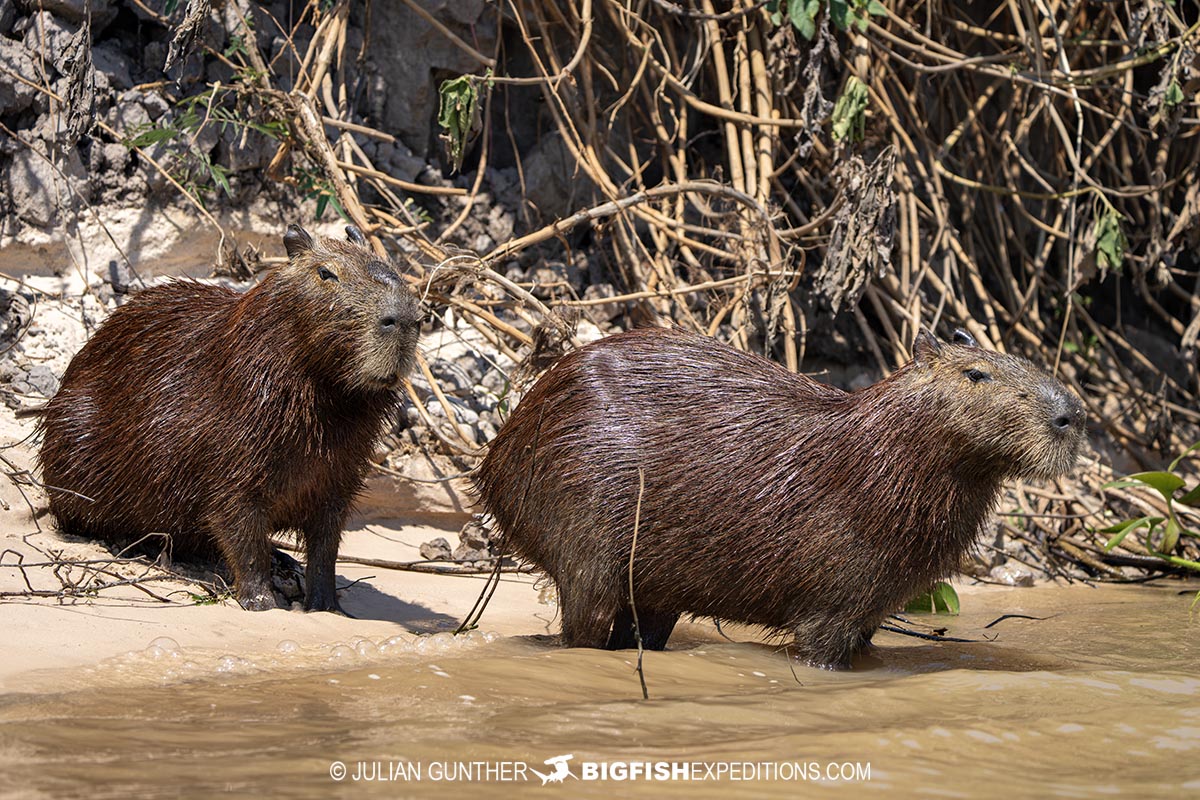 Capybaras