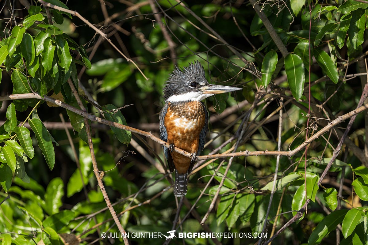 Giant Kingfisher. Birding in the Pantanal.