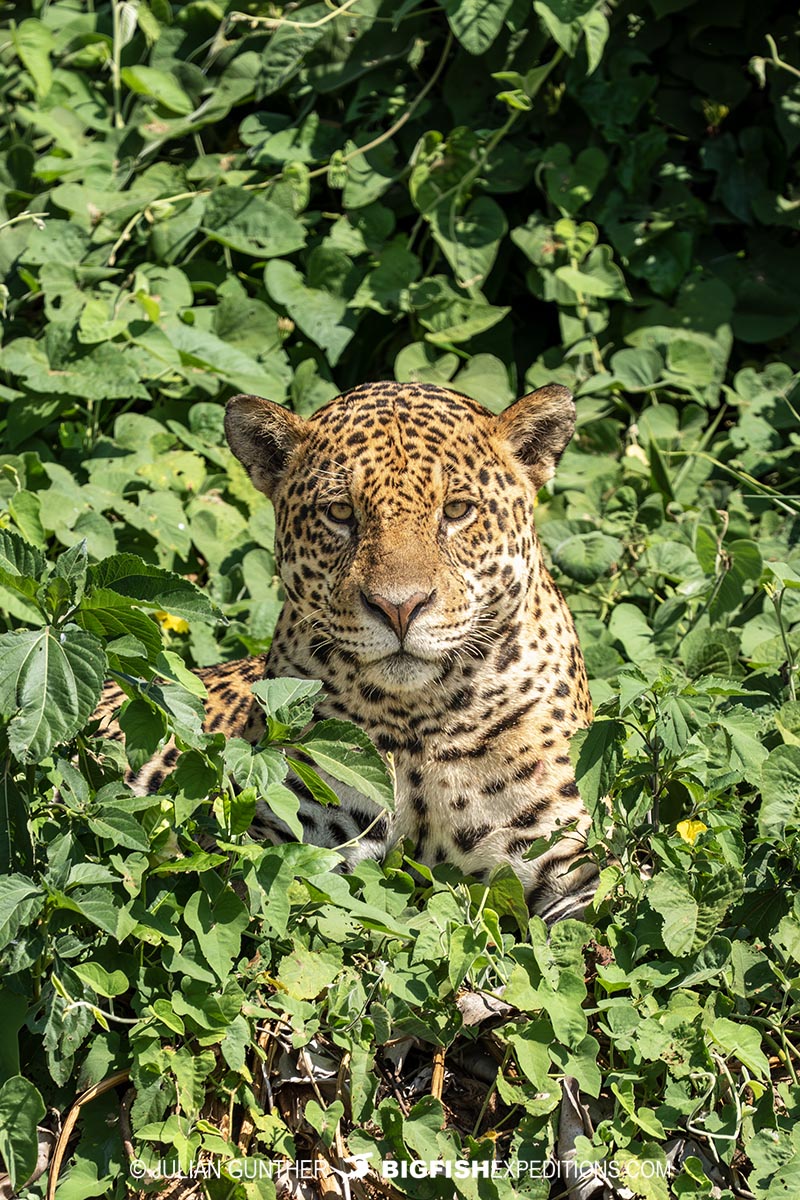 Jaguar in the Pantanal on our Jaguar Photography Tour.