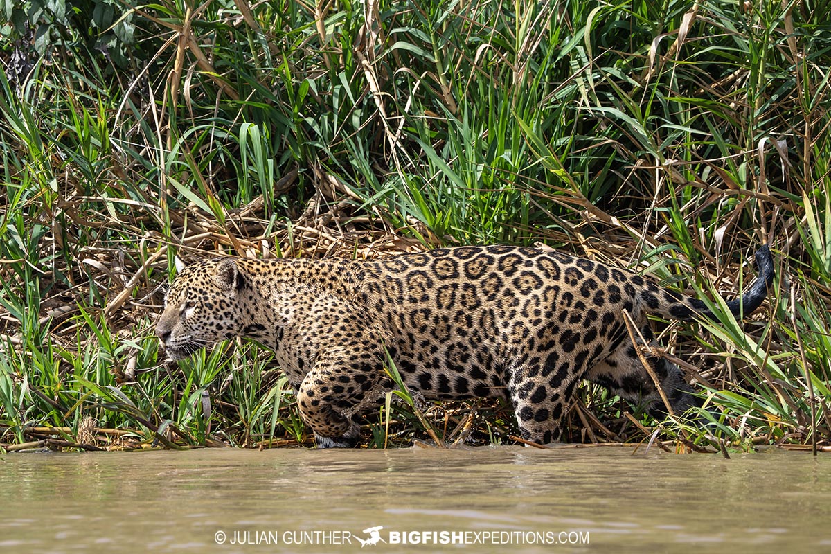 Jaguar Photography Tour in the Brazilian Pantanal.