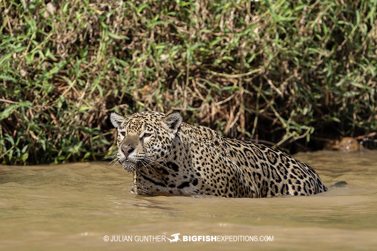 Jaguar hunting on the river bank in the Pantanal.