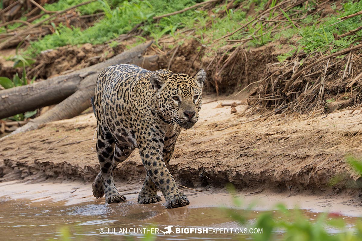 Jaguar on the river bank in the Pantanal.
