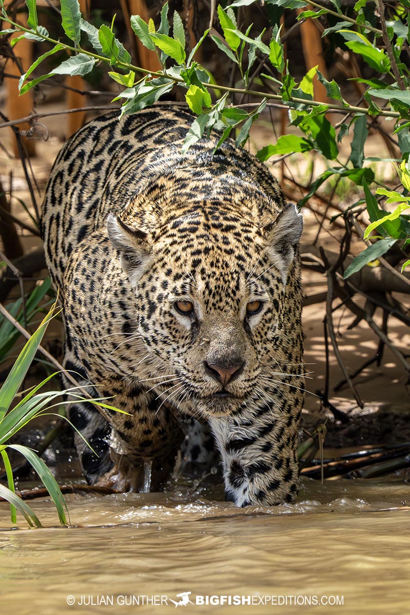 Jaguar hunting caiman in Brazil.