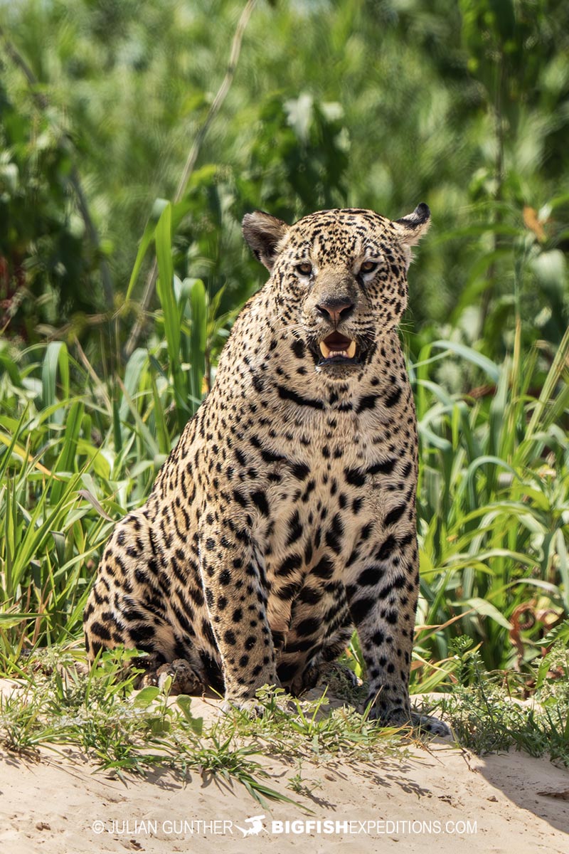Jaguar hunting on the river bank in the Pantanal.
