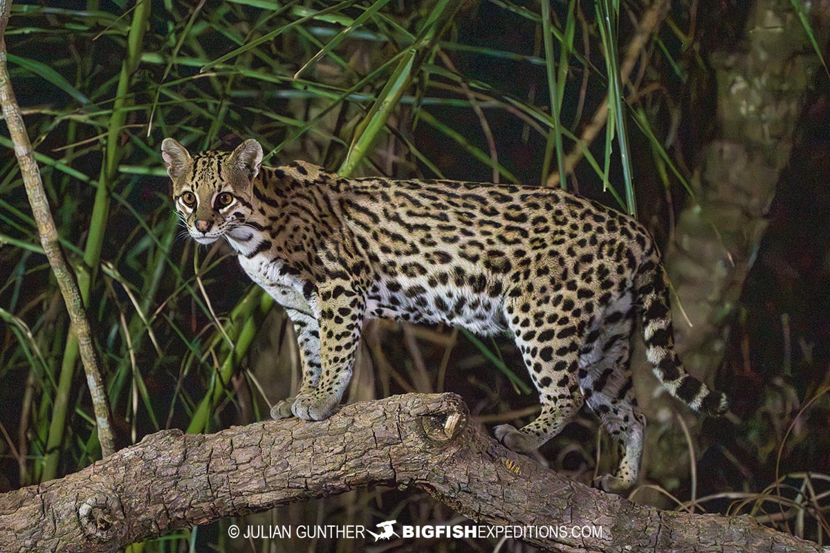 Ocelot photography in the Brazilian Pantanal.