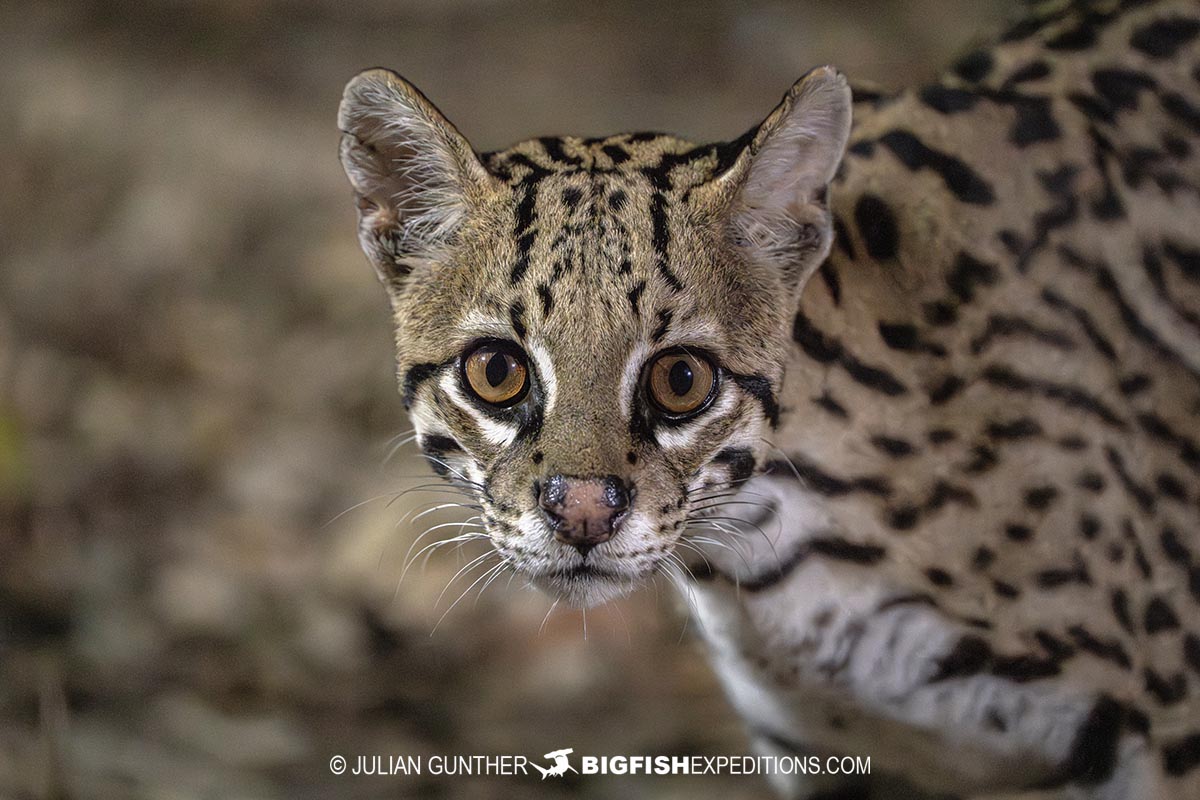 Ocelot photography in the Brazilian Pantanal.