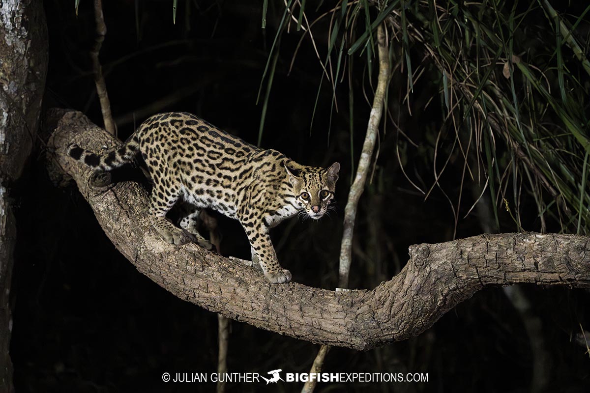 Ocelot on a tree in the Pantanal.
