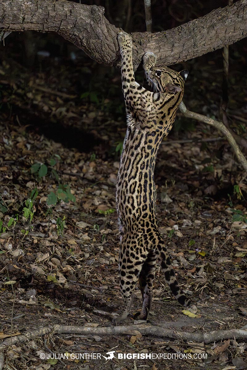 Ocelot night photography in the Brazilian Pantanal.