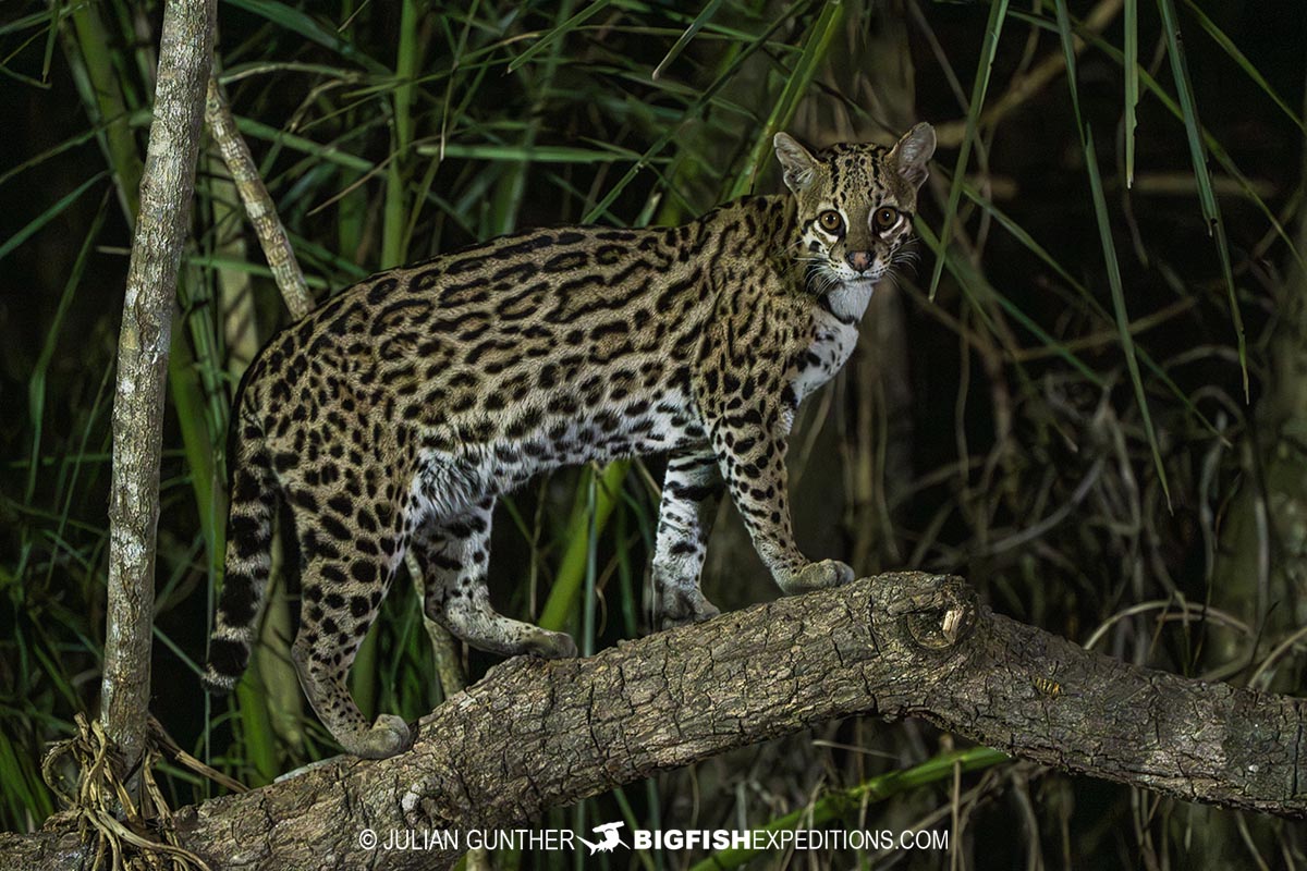 Ocelot photography in the Brazilian Pantanal.