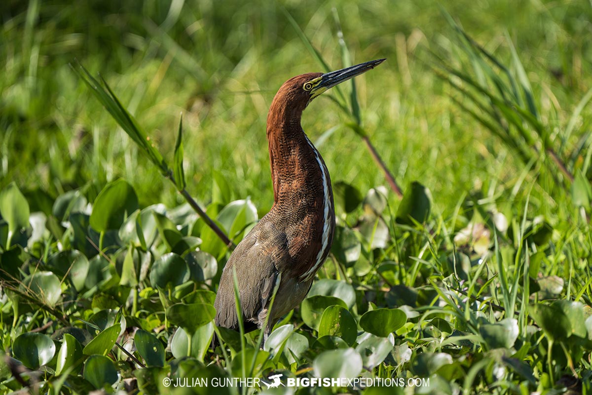 Tiger Heron. Birding in the Pantanal.