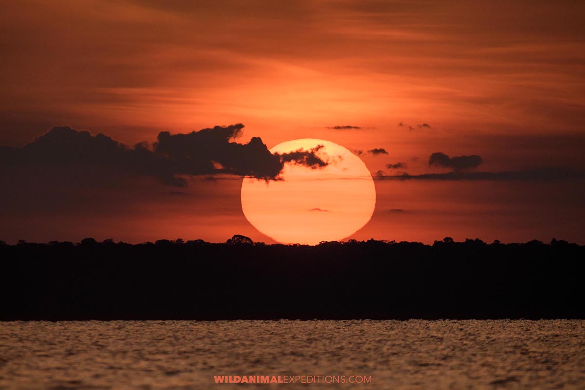 Sunrise over the Rio Negro on a pink dolphin snorkeling trip.