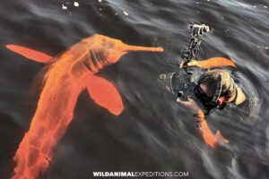 Pink dolphin interacting with a snorkeler in the Rio Negro in the Amazon.