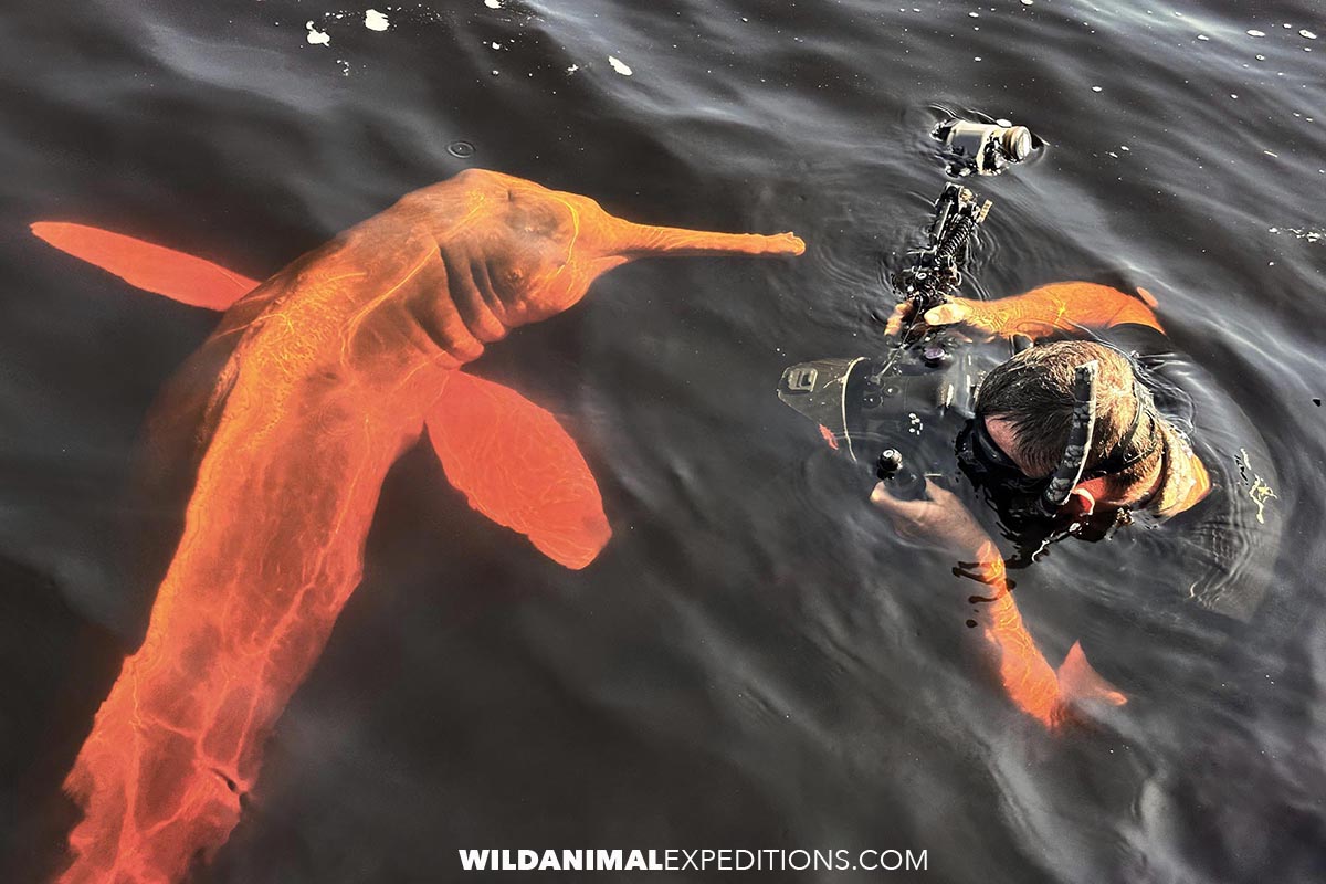 Pink dolphin interacting with a snorkeler in the Rio Negro in the Amazon.