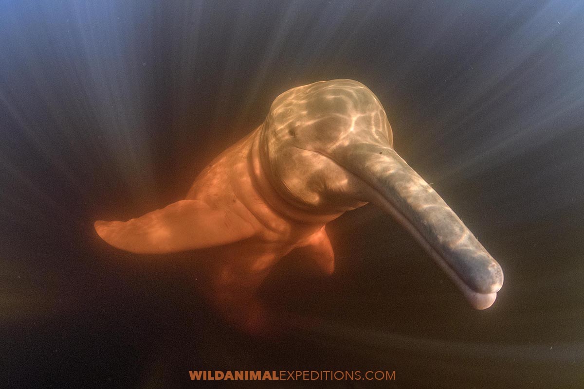 Amazon Pink River Dolphin Snorkeling.