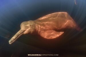 Amazon Pink River Dolphin Snorkeling Tour.