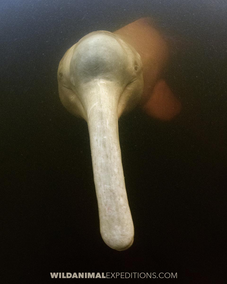 Snorkeling with Pink Dolphins in the Amazon.