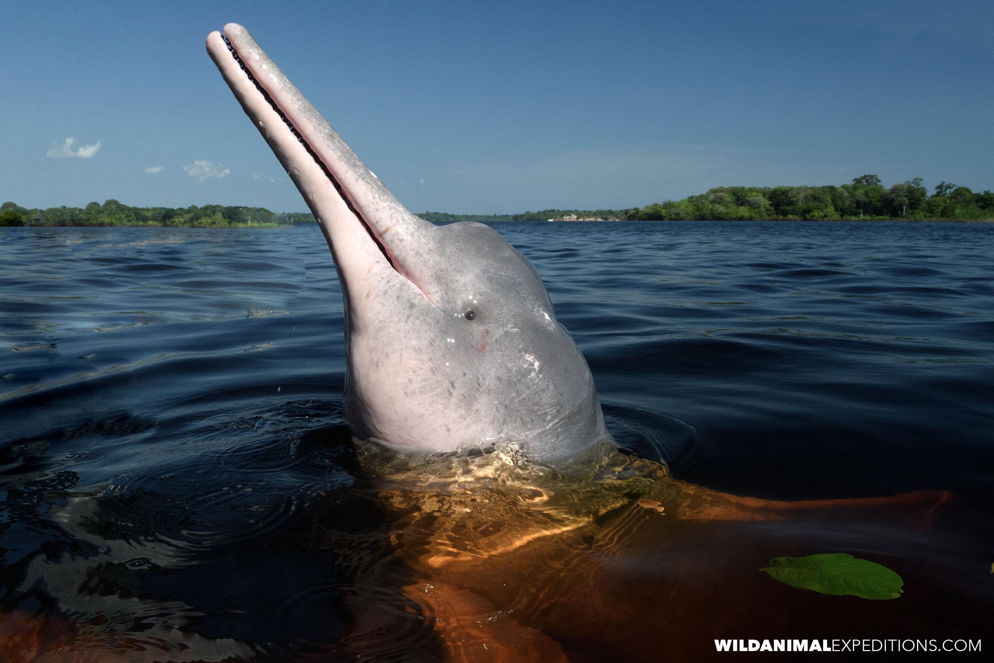 A beautiful pink dolphin in the Rio Negro.