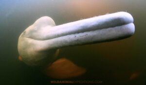 Pink Dolphin snorkeling tour.